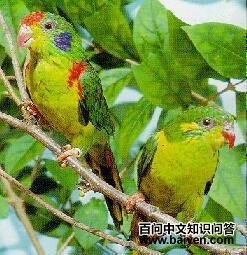 红斑吸蜜鹦鹉 红斑吸蜜鹦鹉的图片