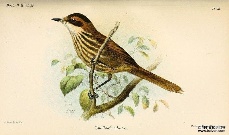 红斑尾雀 红斑尾雀的图片