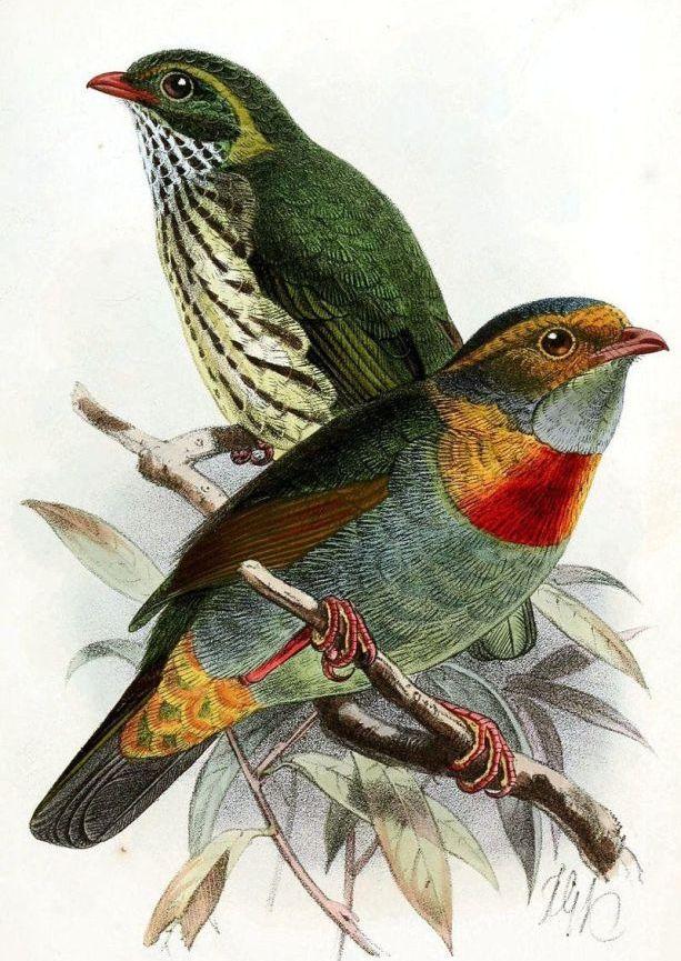 红斑食果伞鸟 红斑食果伞鸟的图片