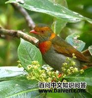 ���ʳ��ɡ��