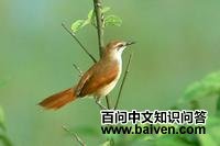 红白针尾雀 红白针尾雀的图片