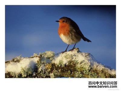 红白蚁鸫 红白蚁鸫的图片