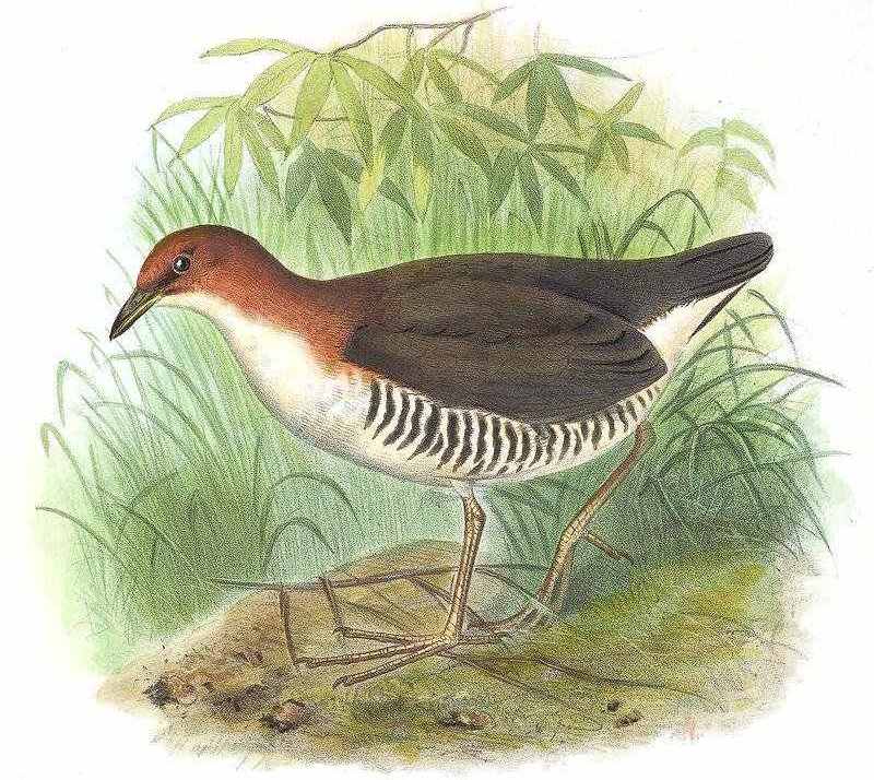 红白田鸡 红白田鸡的图片