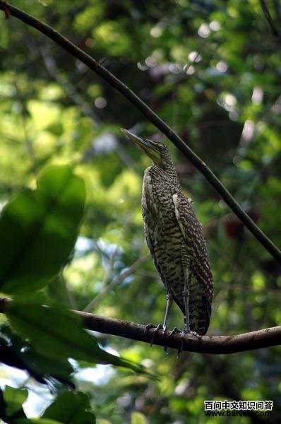 ���ƻ��ص�ͼƬ