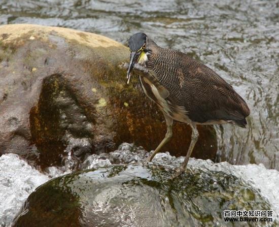 ���ƻ���