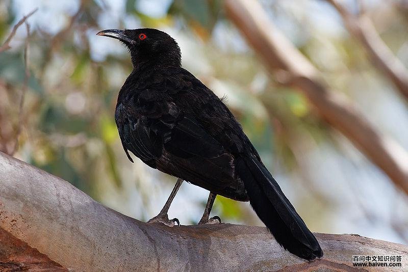 �׳��ѻ��ͼƬ