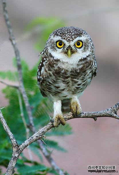 ��߸�С�^������