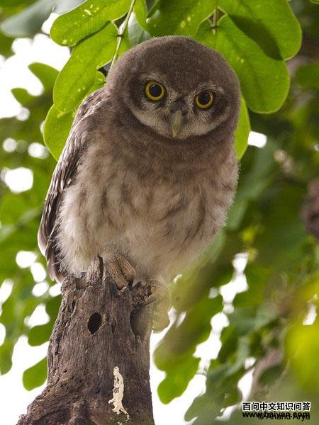 ��߸�С�^������