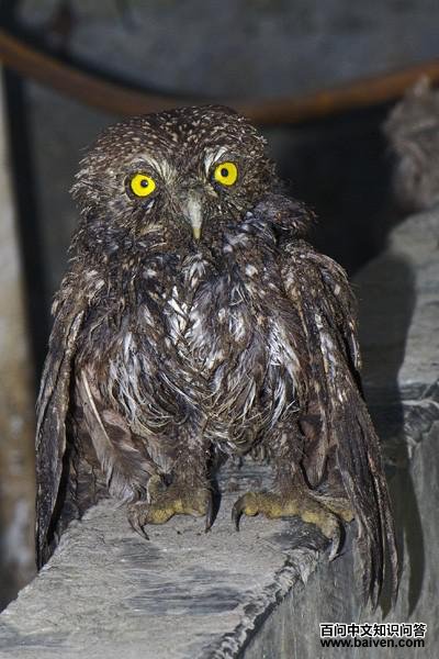 ��߸�С�^��Ūʪ�˵�����