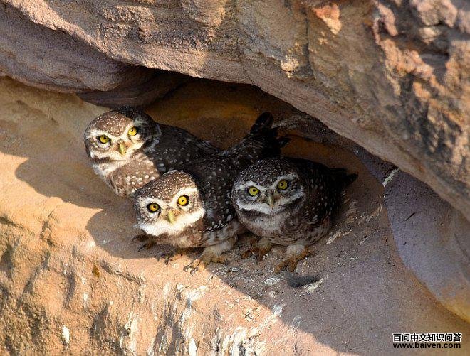 ��߸�С�^��һ����