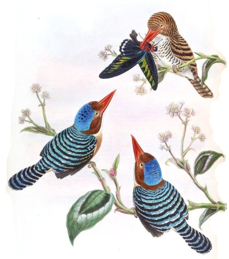 横斑翠鸟 横斑翠鸟的图片