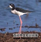 �����ֿ�