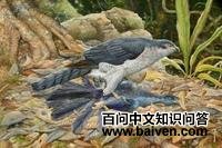 亨氏鹰 亨氏鹰的图片