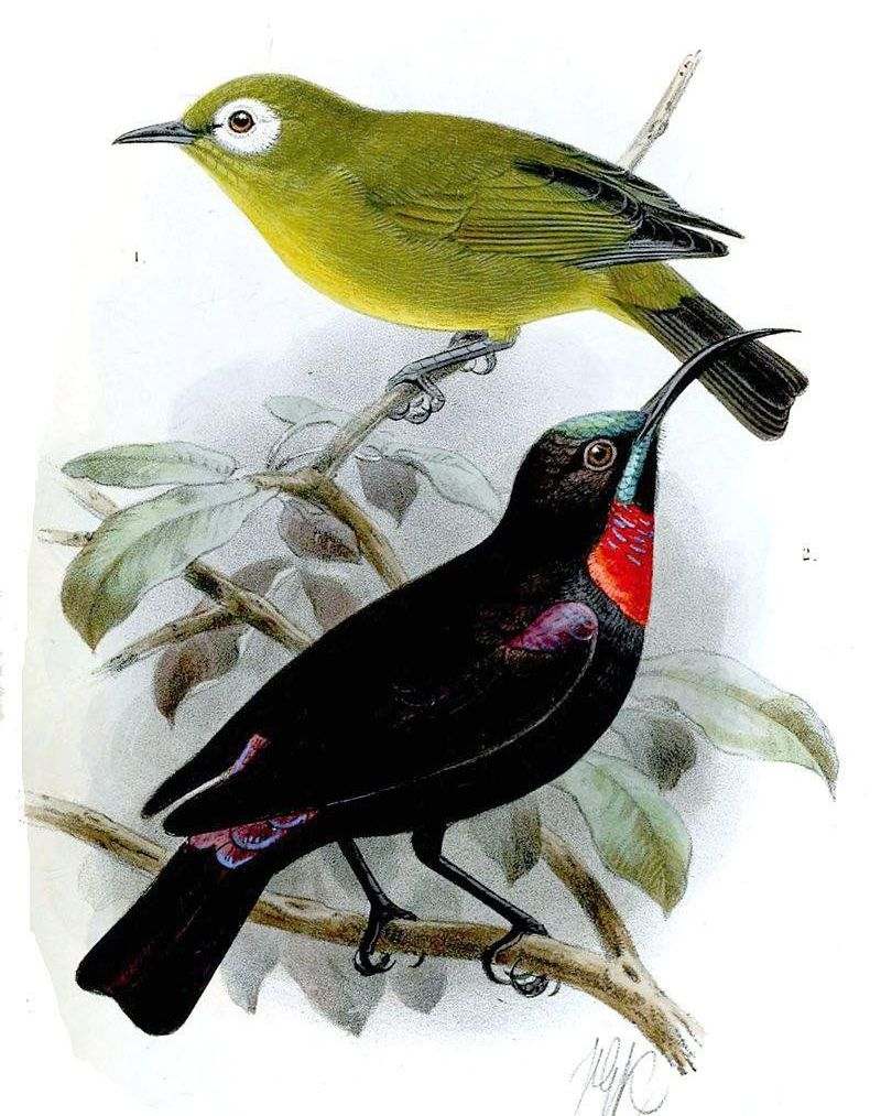 亨氏花蜜鸟 亨氏花蜜鸟的图片