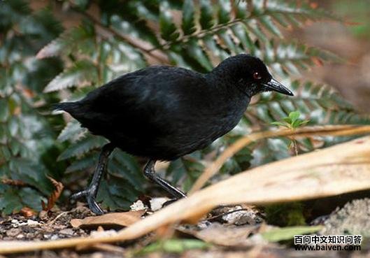 亨岛田鸡 亨岛田鸡的图片