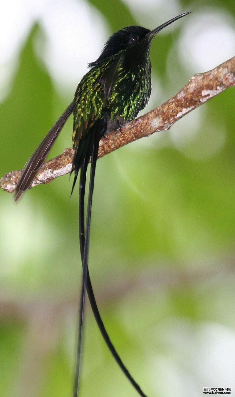 黑嘴长尾蜂鸟 黑嘴长尾蜂鸟的图片