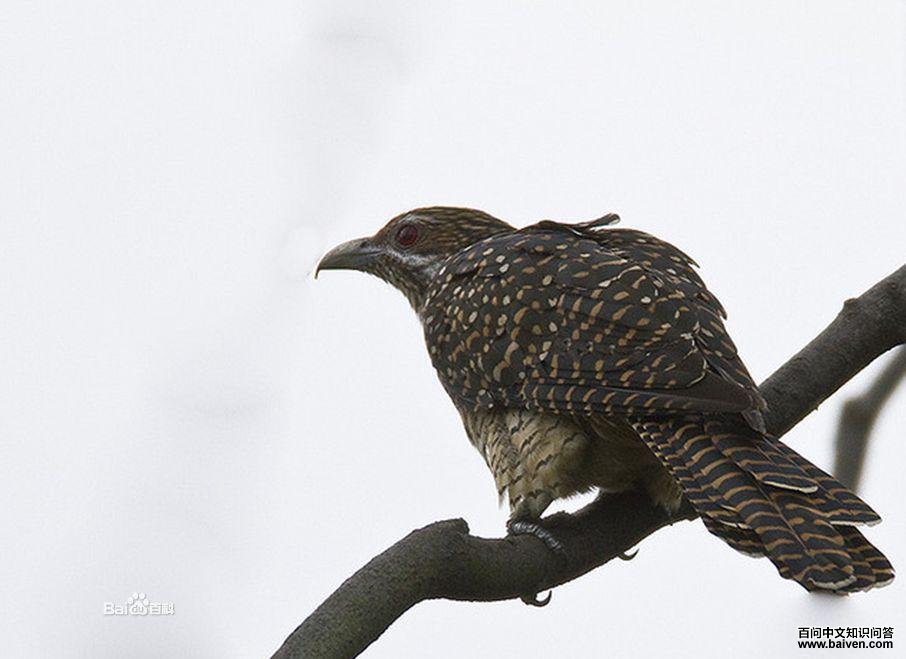 ��������ͼƬ