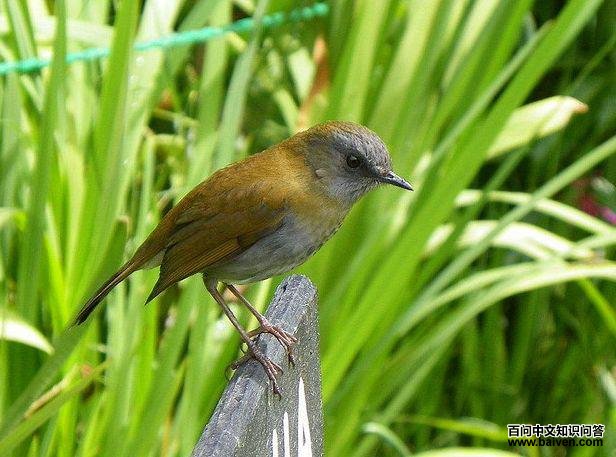 黑嘴夜鸫 黑嘴夜鸫的图片