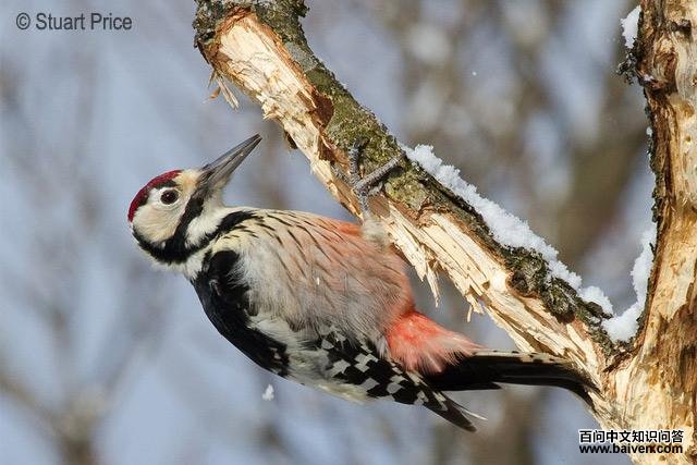 �ױ���ľ���ͼƬ