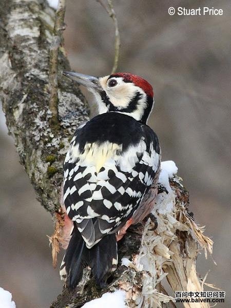 �ױ���ľ�����񣨱�����ɫ��