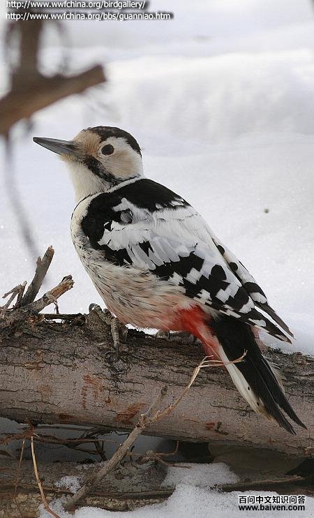 �ױ���ľ�񣺴��񣨱�����ɫ��