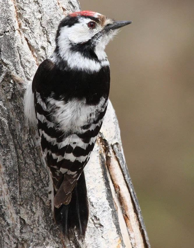 С����ľ�����������½���