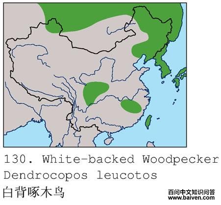 �ױ���ľ�񣺵����ֲ�ͼ