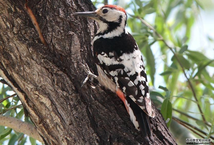 �ױ���ľ��