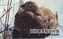 黑嘴松鸡 黑嘴松鸡的图片