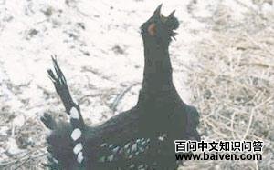 �����ɼ�