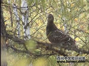 �����ɼ�