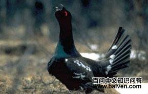 �����ɼ�