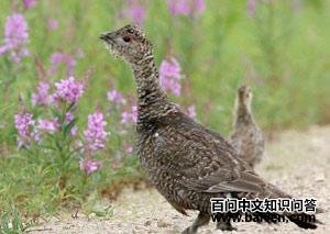 �����ɼ�