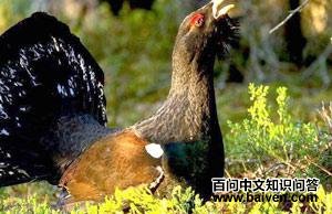 �����ɼ�