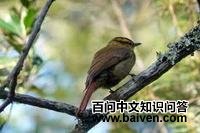 黑嘴树猎雀 黑嘴树猎雀的图片