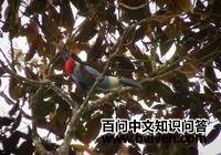 ����ɽ������