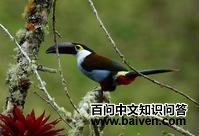 ����ɽ������