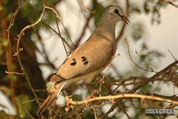 黑嘴森鸠 黑嘴森鸠的图片