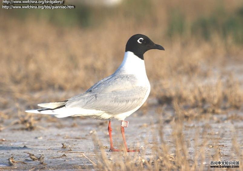 ����Ÿ��ͼƬ