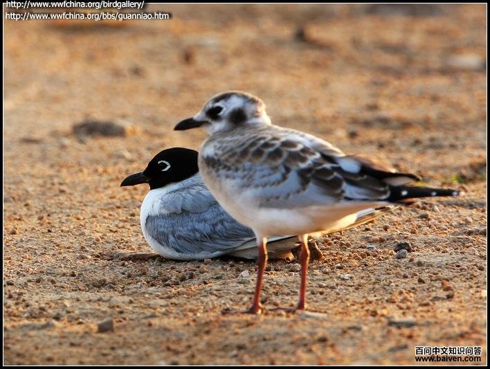 ����Ÿ������Ӱ����Ϻ