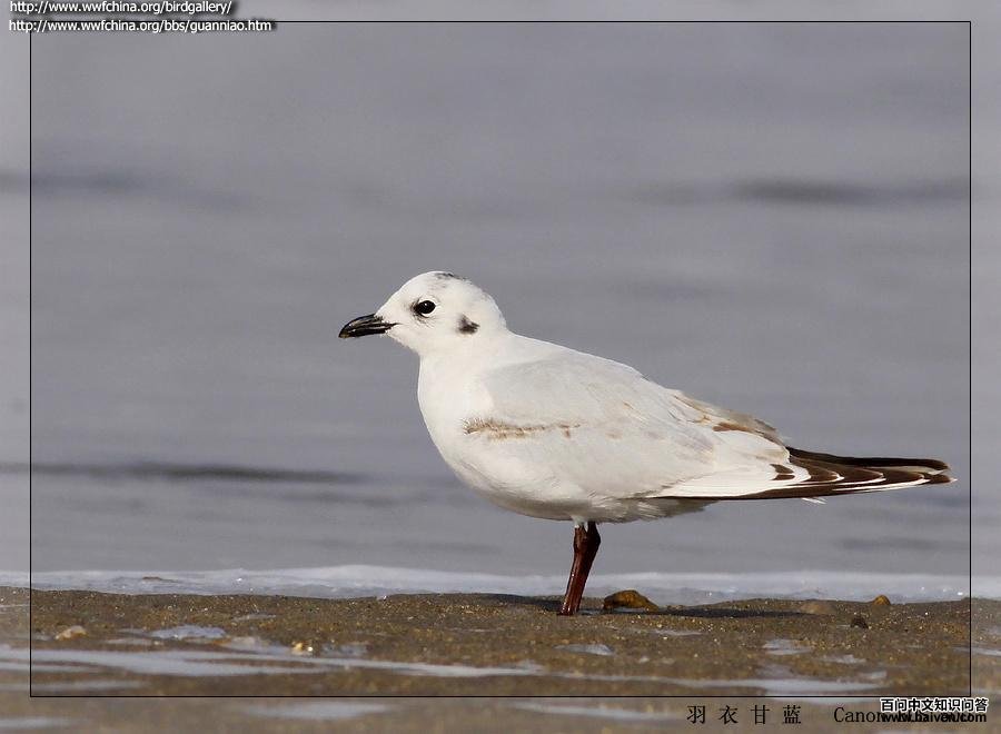 ����Ÿ������Ӱ���¸���