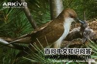 �������޾�