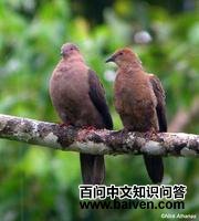 黑嘴鹃鸠 黑嘴鹃鸠的图片