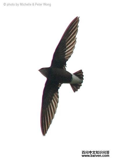 白背针尾雨燕 白背针尾雨燕的图片