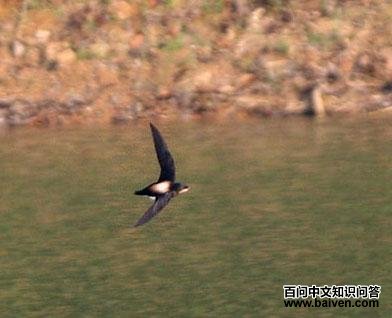 �ױ���β����