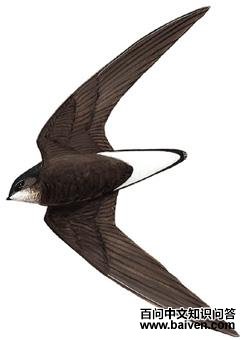 �ױ���β���ࣺ��̬����ͼ