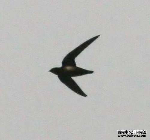 �ױ���β����