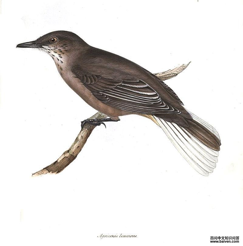 黑嘴鵙霸鹟 黑嘴鵙霸鹟的图片