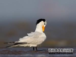 黑嘴端凤头燕鸥 黑嘴端凤头燕鸥的图片