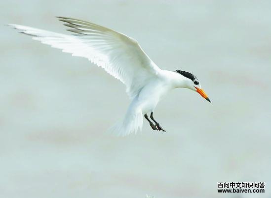 ����˷�ͷ��Ÿ